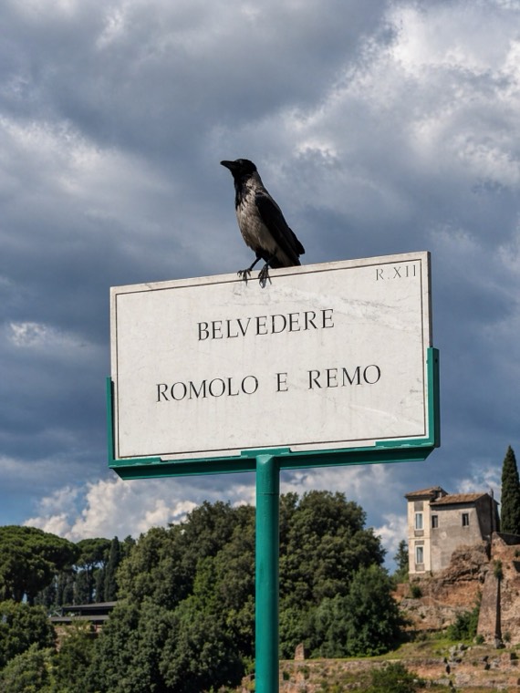 A crow perched on the Belvedere Romolo e Remo street sign